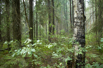 summer forest with pine and other plants