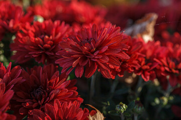 beautiful bushes of chrysanthemum flowers red colors