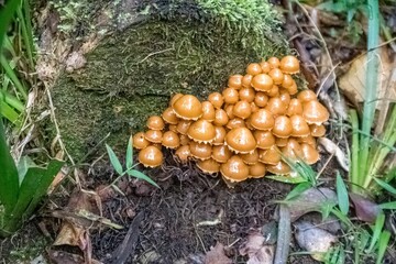 Mushrooms growing on a forest tree in Knysna, South Africa