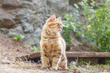 beautiful look of a cat in nature