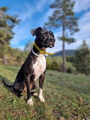 american staffordshire terrier