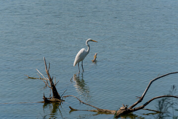 Great Egret Fishing On The River