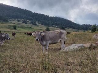 cows in the mountains