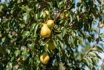 Pears On The Pear Tree In The Community Garden