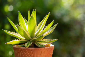 Agave branch green leaves on nature background.