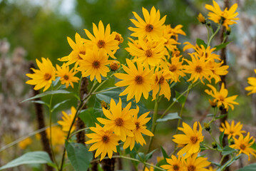 Sawtooth Sunflowers Growing Wild In The Field