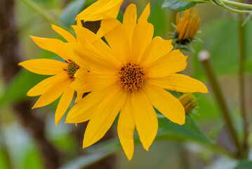 Sawtooth Sunflowers Growing Wild In The Field