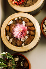 Growing green and pink cactuses in pots on a windowsill. Group of different plants flatly vertical backdrop. Home garden, floriculture, horticulture. Botanical flora of the desserts. Houseplants care