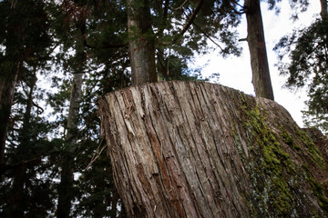 Fototapeta premium Old tree stump with moss in forest.