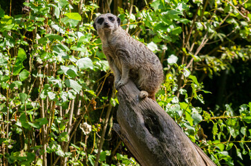 meerkat in the zoo
