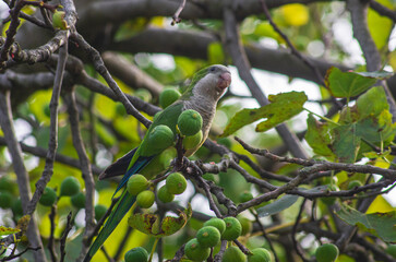 Obraz premium bird on a branch