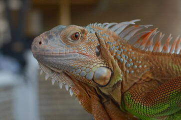 This type of iguana is dark red to orange. Many red iguanas are preserved in Indonesia. Body shape is similar to the Green Iguana, only the color is dominated by red