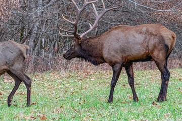 Wild Bull Elk flowing a Cow Elk its rut time in nature and wildlife. fall, Autumn in the Great Smoky Mountains National Park in Cherokee NC, on the Appalachian Mountain range Horizontal, Photo,