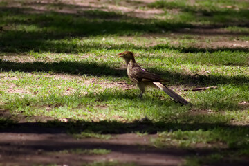 The Bird Guira guira in Plaza San Martin