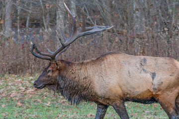 Wild Bull Elk old wet muddy with scars its rut time in nature and wildlife. fall, Autumn in the...
