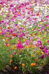 色とりどりのコスモス	