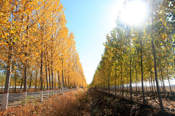 Fototapeta premium In autumn, asphalt roads and beautiful trees, The poplar forest in autumn