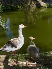 two geese in a lake looking to the right