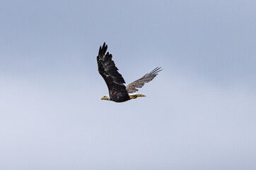 Obraz premium Alaska Fishing and Bear Viewing Trip 2022