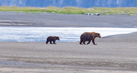 Fototapeta premium Alaska Fishing and Bear Viewing Trip 2022