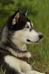 siberian husky dog
