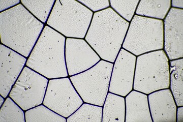dragonfly wing under a microscope looking at microscopic details in a bug wing
