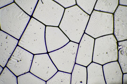 dragonfly wing under a microscope looking at microscopic details in a bug wing