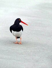 Vertical shot of a Eurasian oystercatcher standing on the sand in Falkland Island