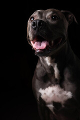 Pit bull blue nose dog isolated on dark background. Low light. Selective focus