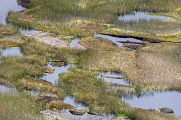 Abstract grass and water