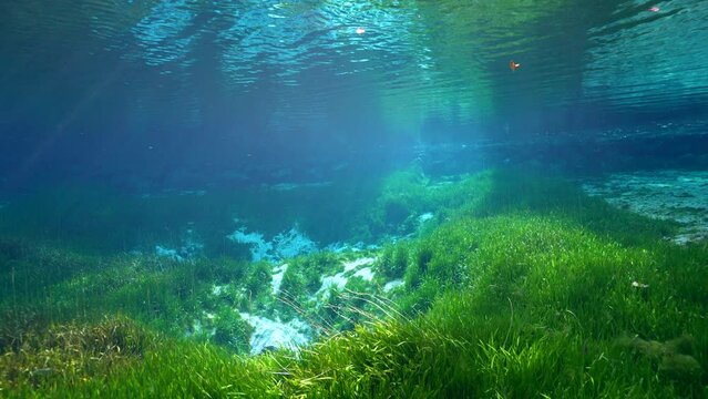 Super Slow Motion 4K 120fps: Springs in the King's Bay, Crystal River, Florida, United States