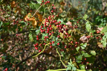 Rose hips. Rose hip is a rose fruit rich in vitamin C and used in herbal teas.