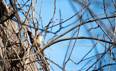 Carolina Wren