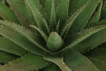 Aloe vera growing outdoors, closeup. Succulent plant