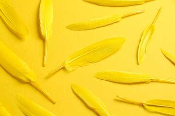 Bright beautiful feathers on yellow background, flat lay