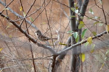 Song Sparrow