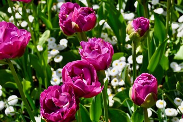 Spring Flowers in Victoria BC