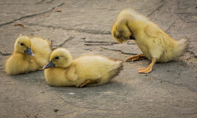 Three young ducklings at The Duck Pond, Buckhead, Atlanta, Georgia