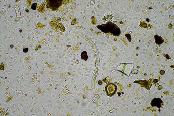 microorganisms and soil biology, with nematodes and fungi under the microscope. in a soil and...