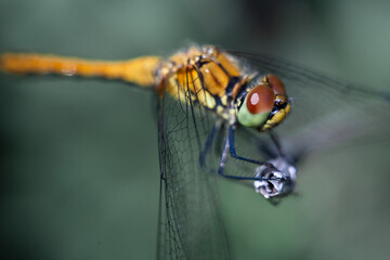 Dragonfly photographed close up. Dragonfly on a branch of grass.