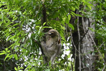 Obraz premium animal world costa rica