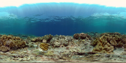 Sea coral reef. Underwater Tropical Sea Seascape. Tropical fish reef marine. Philippines. Virtual Reality 360.