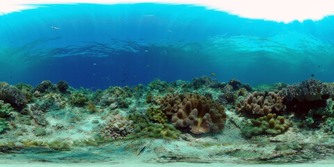Naklejka na ściany i meble Colourful tropical coral reef. Scene reef. Seascape under water. Philippines. Virtual Reality 360.