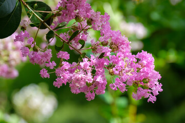 サルスベリ（百日紅）