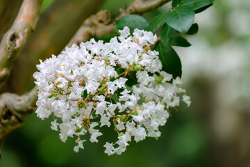 白いサルスベリ（百日紅）