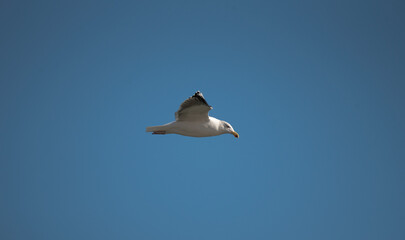Great Black Backed Gull