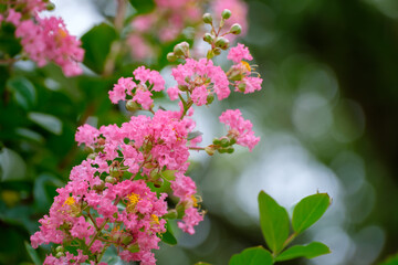 サルスベリ（百日紅）