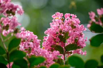 サルスベリ（百日紅）