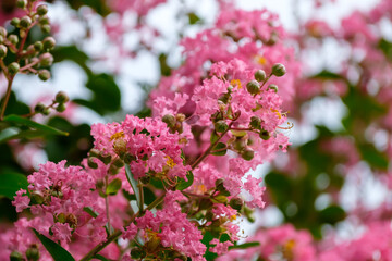 サルスベリ（百日紅）