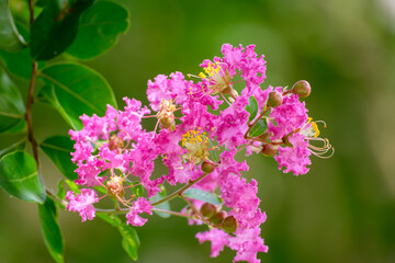 サルスベリ（百日紅）